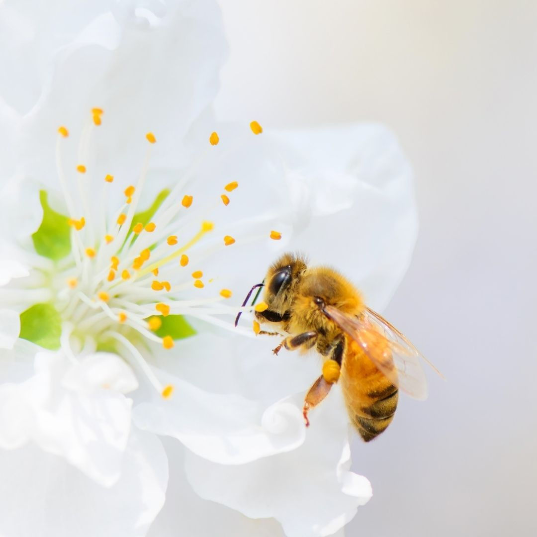 Honeybee gathering nectar on flower, resilience in beekeeping Jamaica