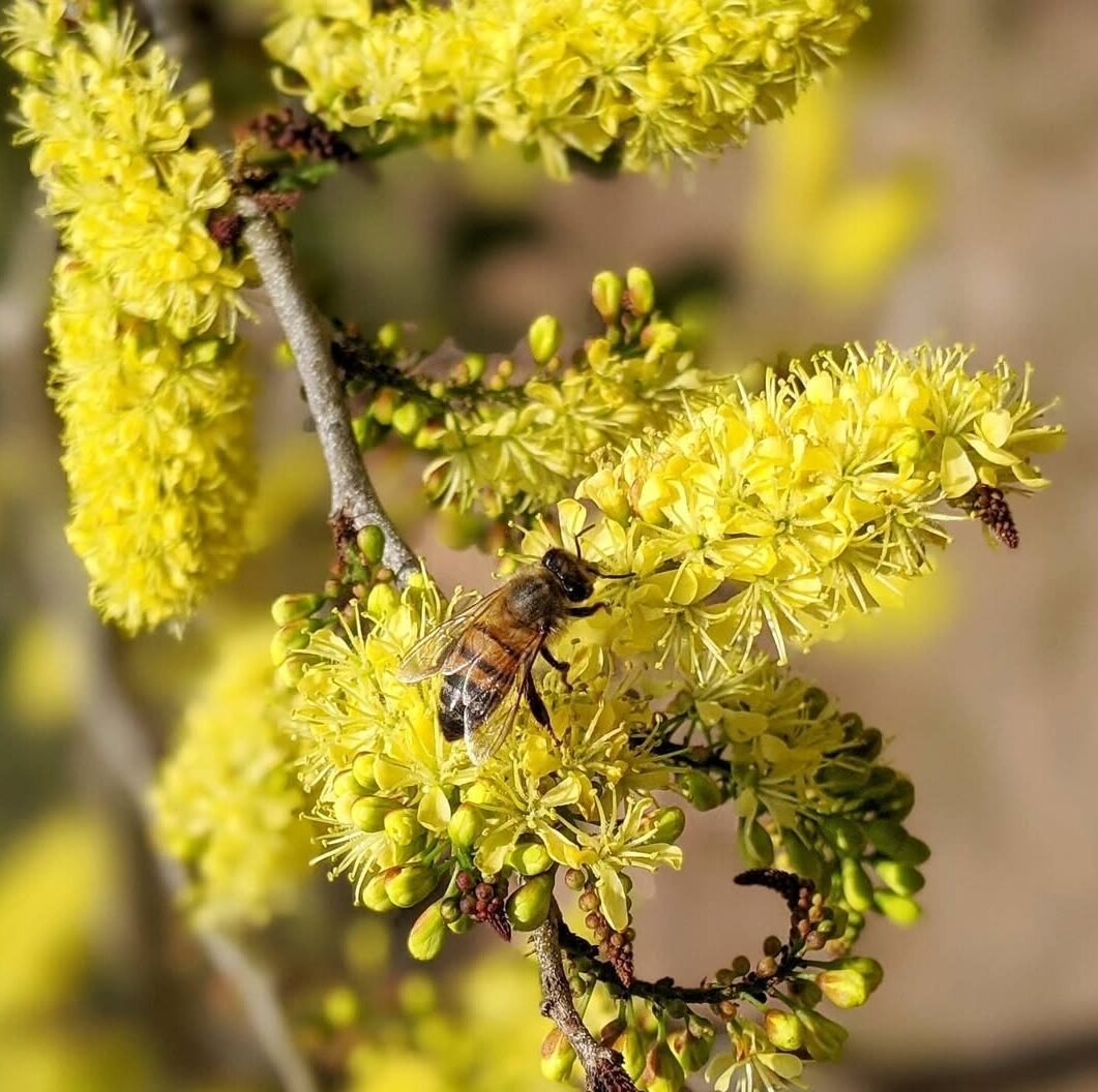 Jamaican logwood tree with bees foraging, showing natural honeybee habitat