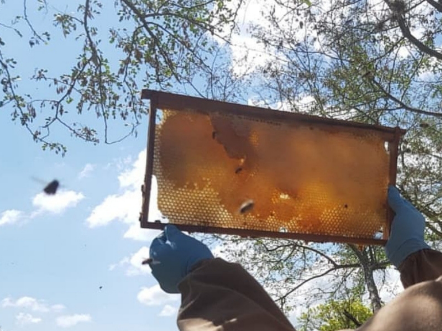 Yanique, Jamaican beekeeper, holding up a honeycomb to the sun, inspecting raw honeycomb in natural light, symbolizing sustainable beekeeping in Jamaica.