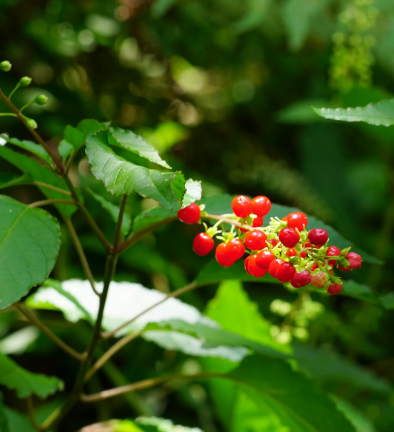 Fresh Dog Blood Bush plant in the Jamaican countryside