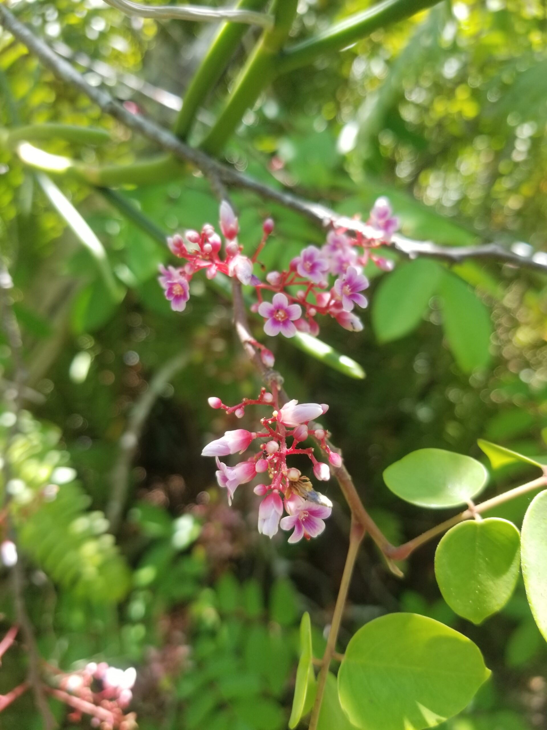 Start fruit (Averrhoa carambola) blossoms in a Jamaican garden