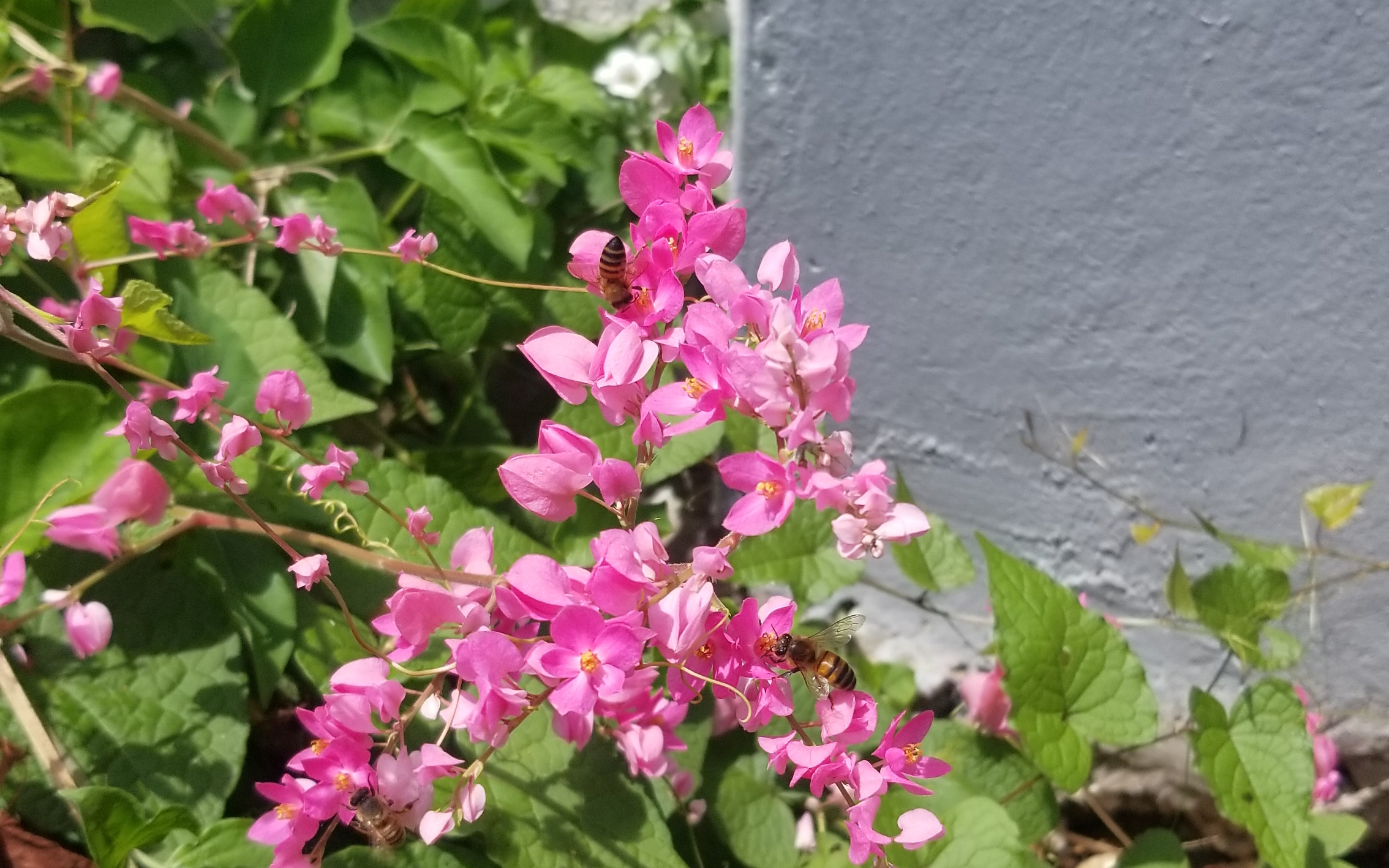 Honeybees gathering nectar from a vibrant Jamaican wildflower in Jamaica on World Bee Day