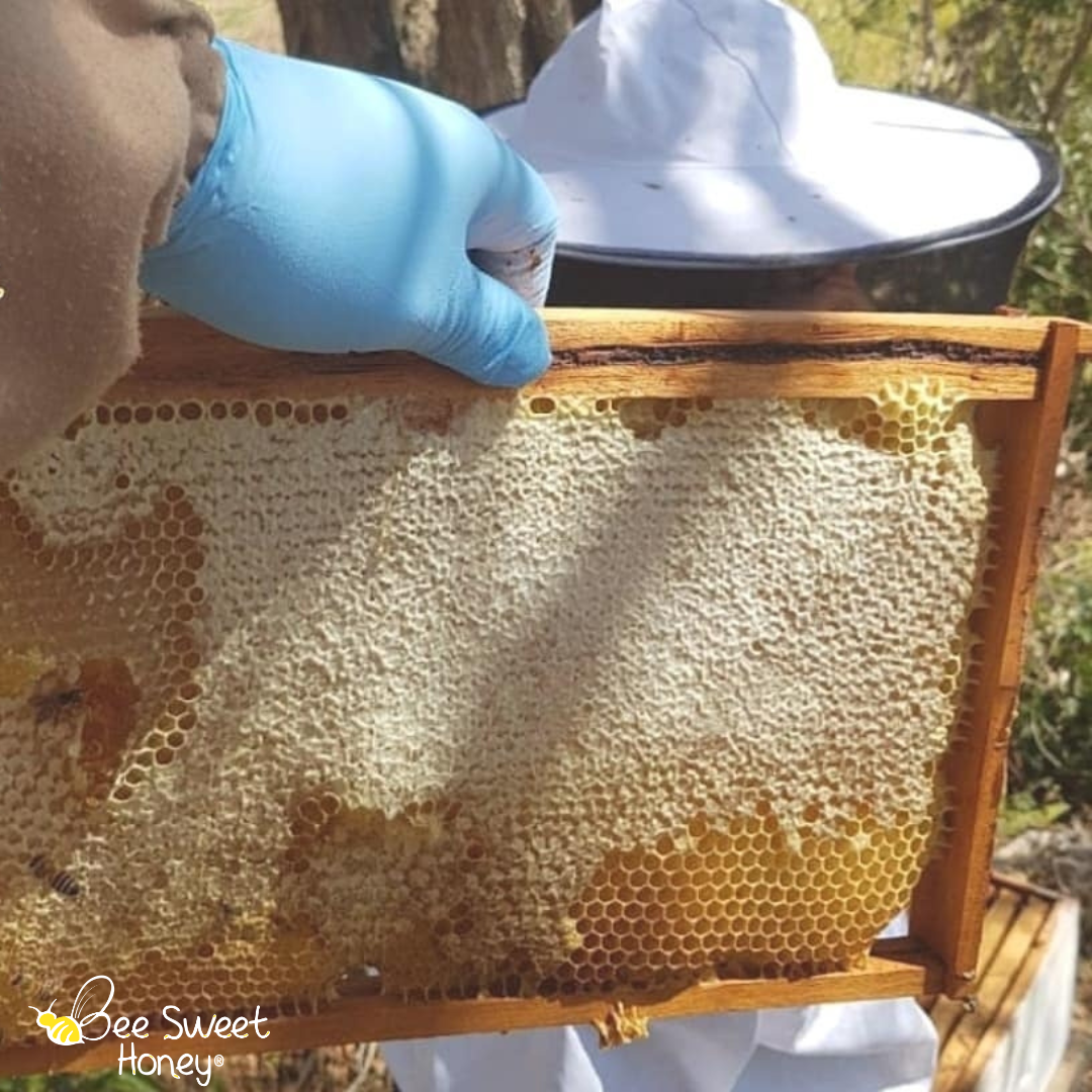 Why Spring is the Sweetest Season for Beekeeping in Jamaica