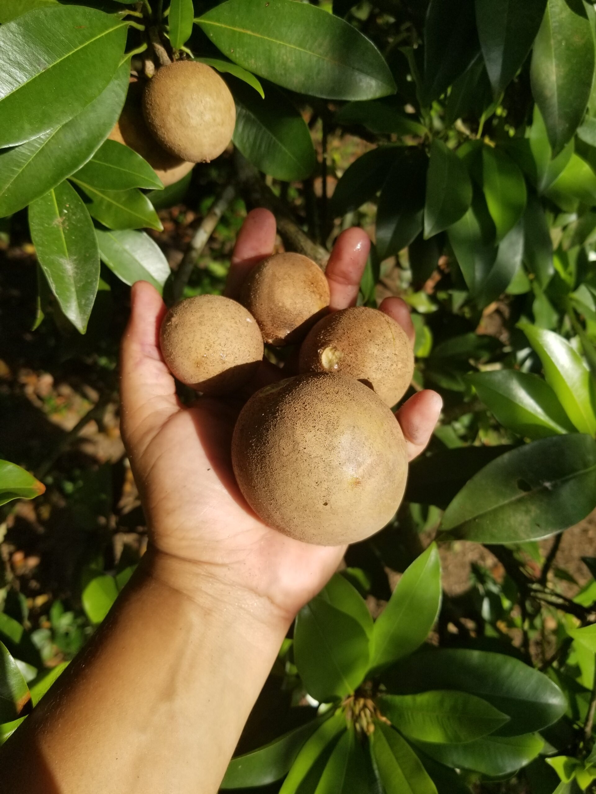 Jamaican beekeeper picking naseberry from Jamaican naseberry tree.