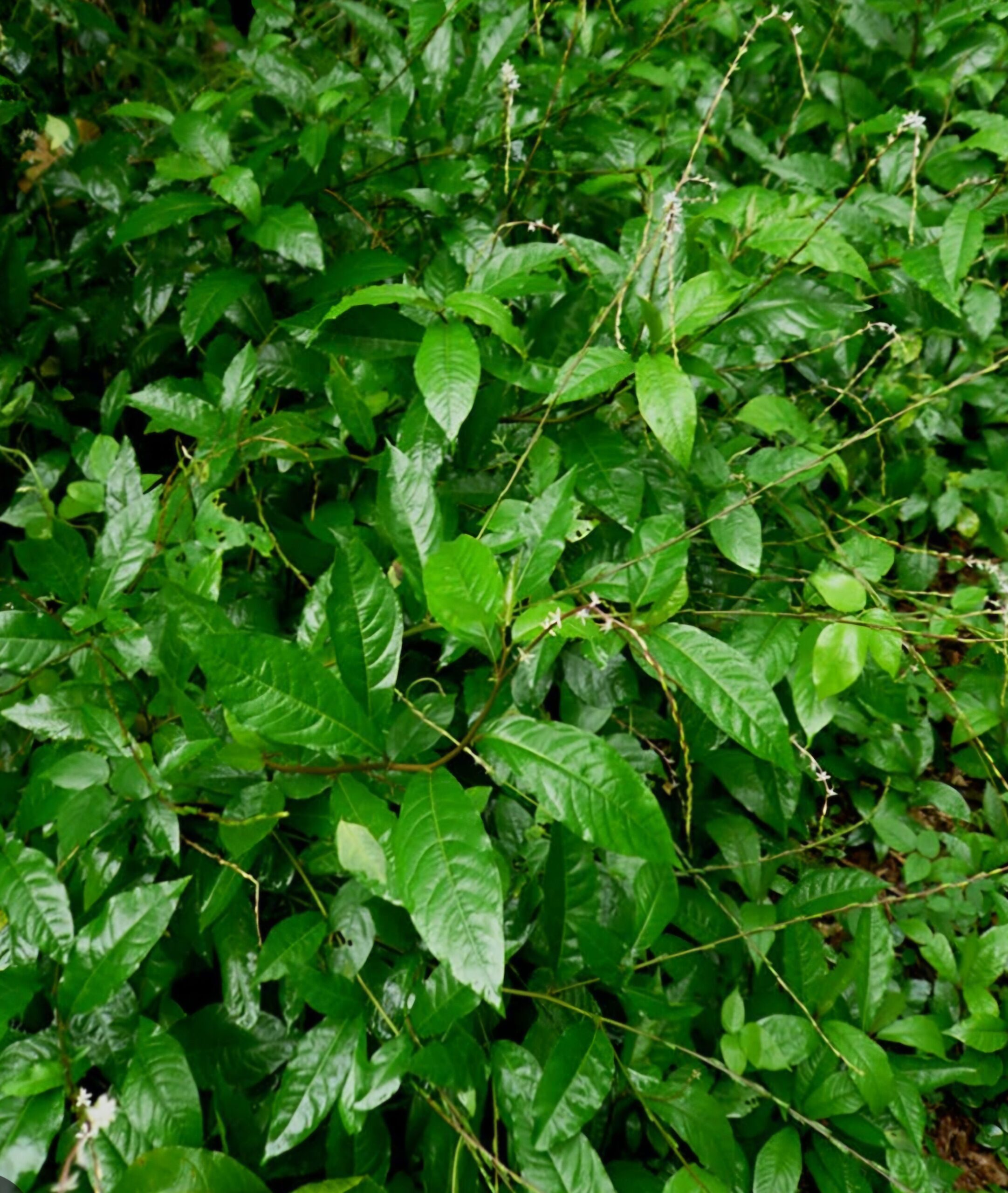 guinea hen weed plant growing wild in Jamaica