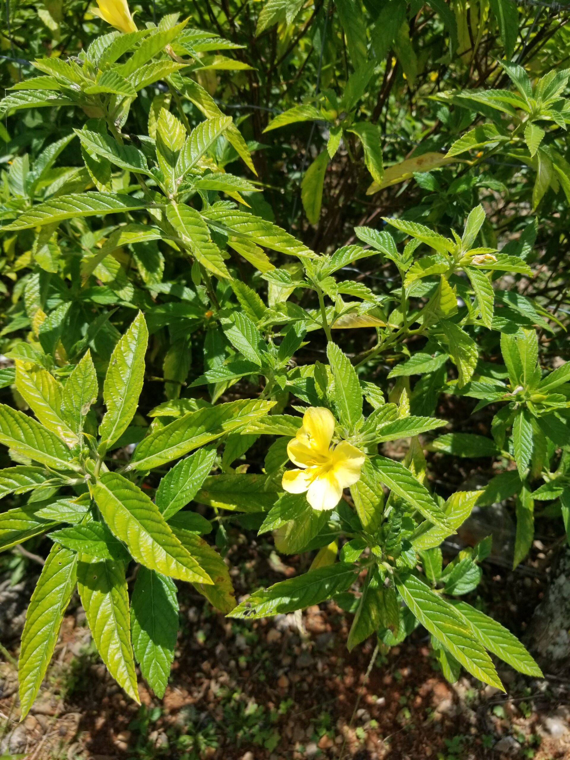 Damiana in Jamaica (Ram Goat Dash Along): Traditional Uses, Herbal Education & How I Prepare It