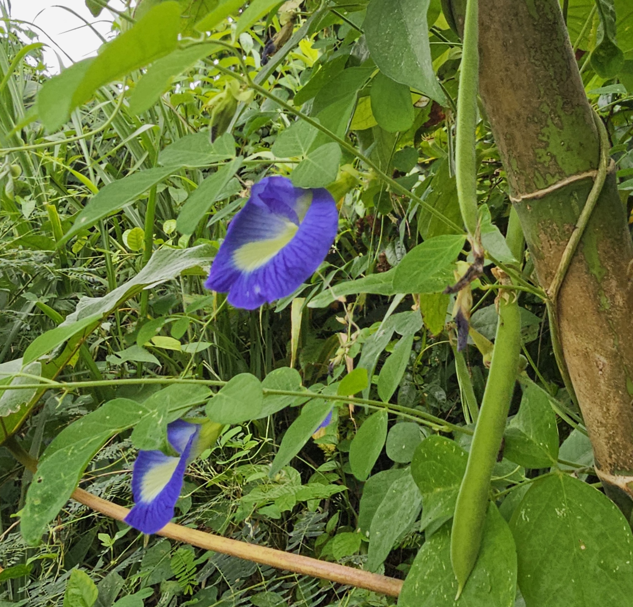 Butterfly Pea in Jamaica: Traditional Uses, Herbal Tea & Garden Guide